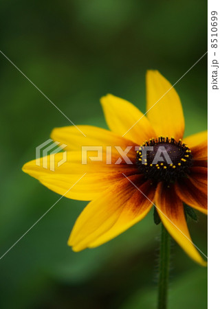 ルドベキア 8510699