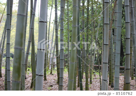 竹林 8510762