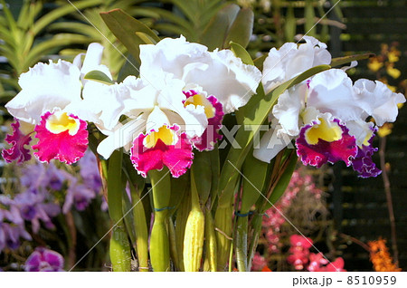 カトレアのディスプレイ（世界らん展） 8510959