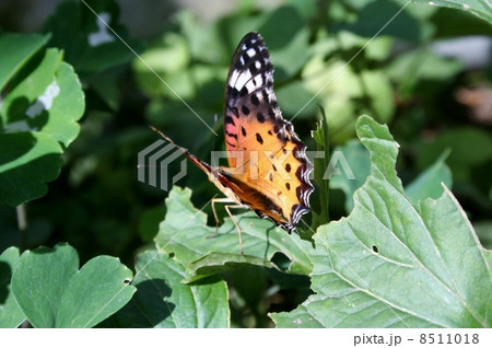 ツマグロヒョウモン♀ 8511018