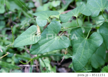 ウマノスズクサ 8511151