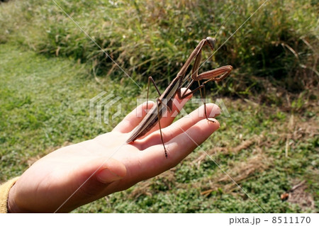 カマキリ 8511170