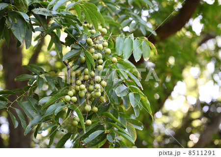 ムクロジの実 ムクロジの実 8511291