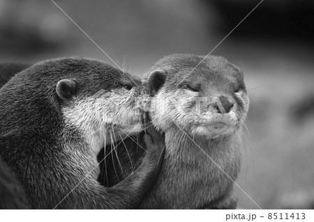 カワウソ カワウソ 8511413