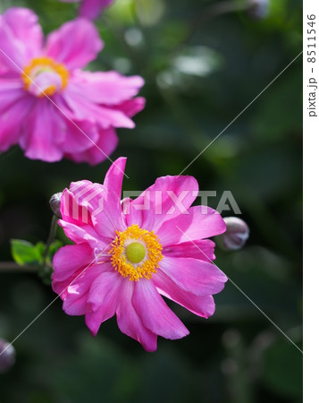 シュウメイギク 8511546