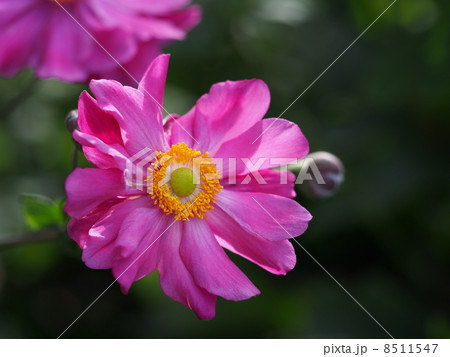 シュウメイギク 8511547