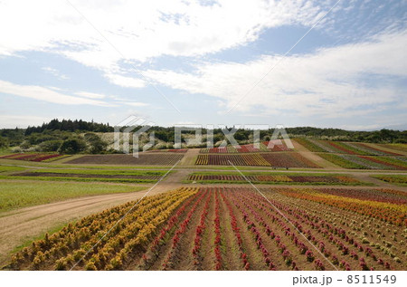 花畑 花畑 8511549