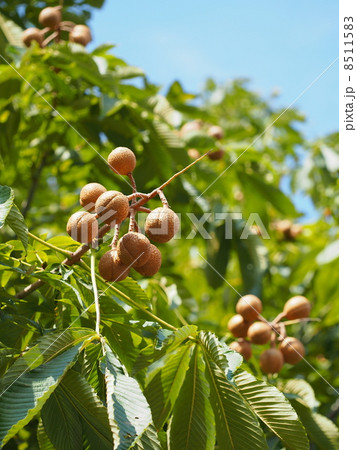 トチノキの実 8511583