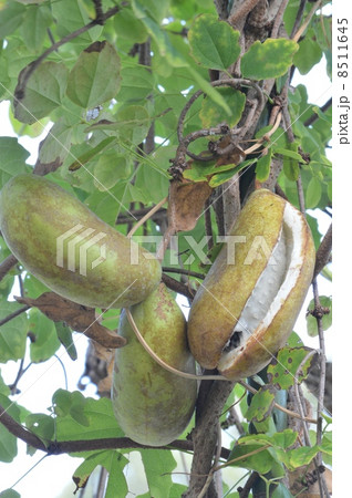 ミツバアケビ 8511645