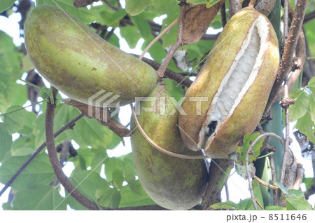 ミツバアケビ 8511646