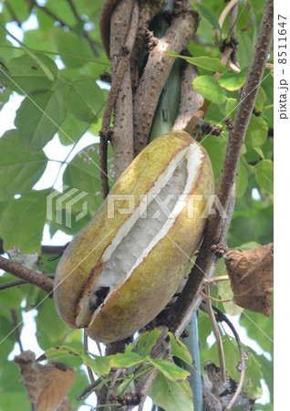 ミツバアケビ 8511647