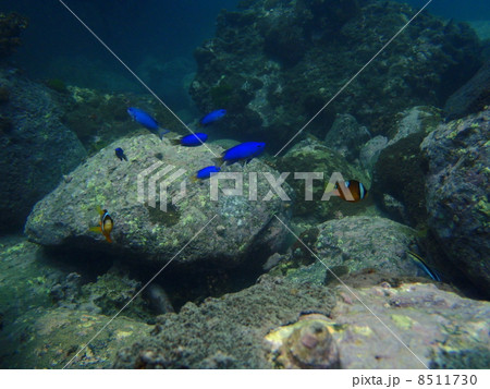 ソラスズメダイ 8511730