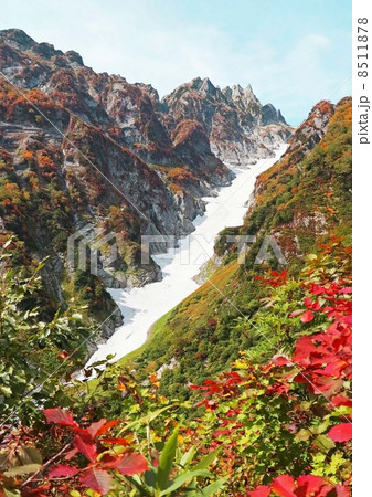 紅葉の三ノ窓雪渓 紅葉の三ノ窓雪渓 8511878