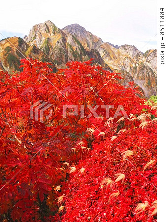 ナナカマドと剣岳 8511884
