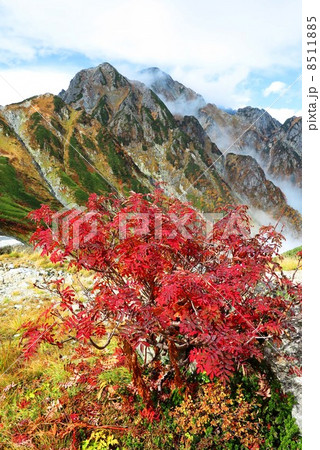 ナナカマドと剱岳 8511885