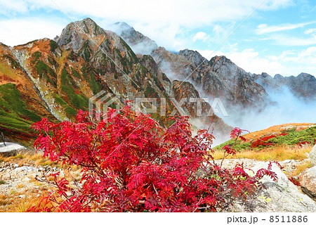 ナナカマドと剣岳 8511886