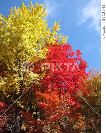 大井平の紅葉 8512245