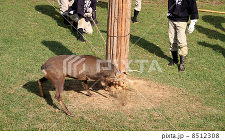 鹿の角切り 8512308