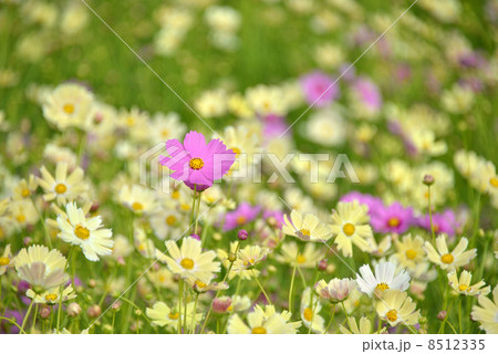 コスモス 8512335