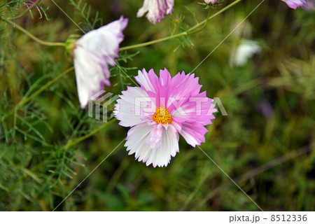 紅白コスモス 8512336