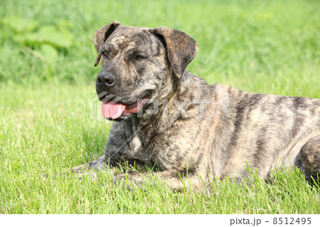 Portrait of Canary dog lying in the grass Portrait of Canary dog lying in the grass 8512495