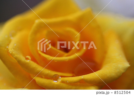 薔薇と雫 8512504
