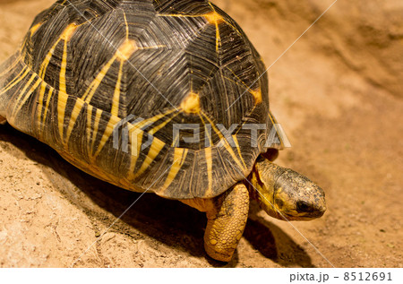 ホウシャガメ 8512691