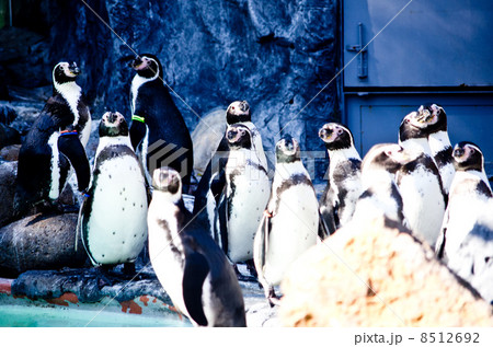 フンボルトペンギン フンボルトペンギン 8512692