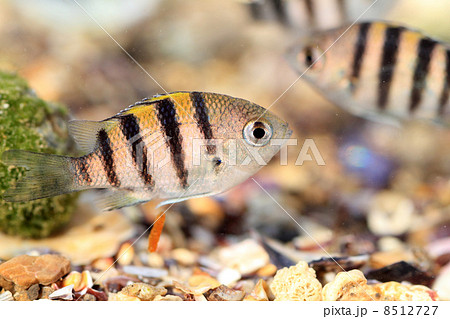 オヤビッチャの幼魚の写真素材