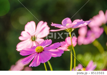 コスモス 8513503