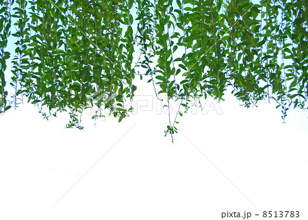 緑の葉,植物,新緑,自然,風景,真夏,南国,南国イメージ,南の島,空 青空 木,リゾート,バリ島,インドネシア,東南アジア,海外,アジアンリゾート,葉,バリ,空,青空,夏イメージ,暑い,異国情緒,旅行 緑の葉,植物,新緑,自然,風景,真夏,南国,南国イメージ,南の島,空 青空 木,リゾート,バリ島,インドネシア,東南アジア,海外,アジアンリゾート,葉,バリ,空,青空,夏イメージ,暑い,異国情緒,旅行 8513783