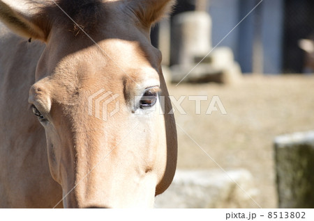 モウコノウマ 8513802