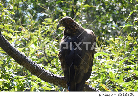 イヌワシ 8513806