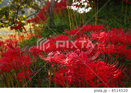 木陰の彼岸花 8514520