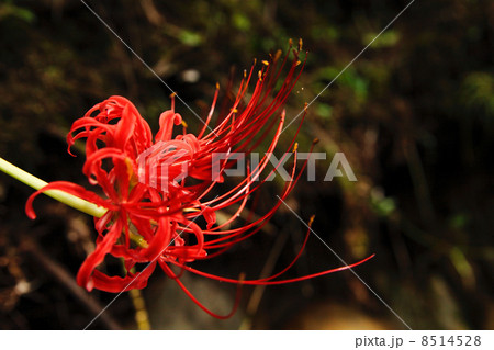 赤い睫 赤い睫 8514528