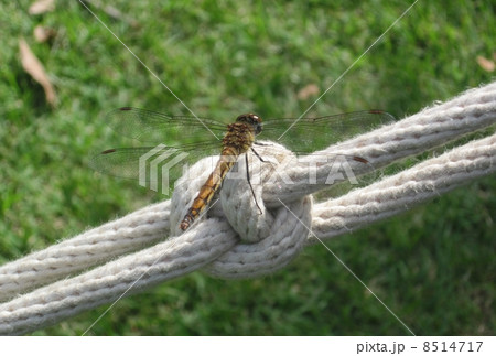 ウスバキトンボ 8514717