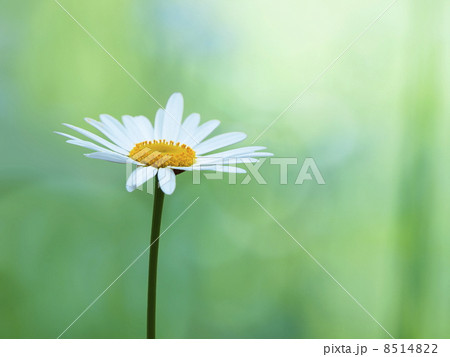 草原のデイジー　1輪 8514822