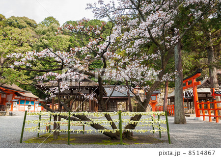 吉田神社 開運桜 吉田神社 開運桜 8514867