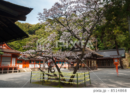 吉田神社　開運桜 8514868