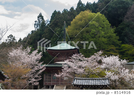 法輪寺　多宝塔と桜 8514916