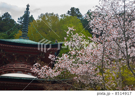 法輪寺　多宝塔と桜 8514917