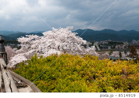 法輪寺舞台と桜 8514919