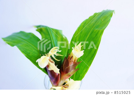 秋を呼ぶ野菜・花茗荷の実（花穂）と葉・横位置垂直 8515025