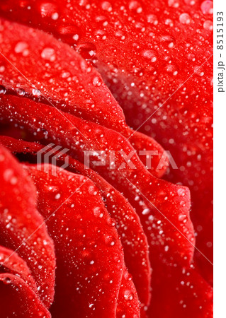 red rose 8515193