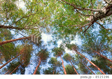 Trees and sky 8515196