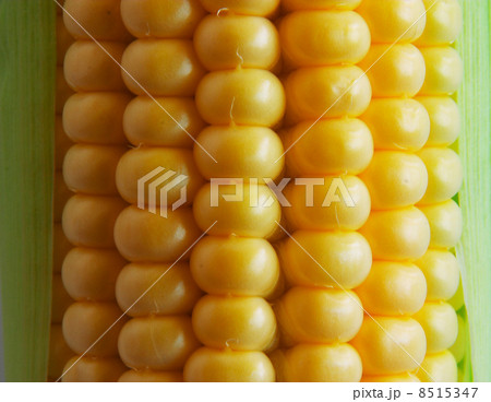 Corn on Cob Corn on Cob 8515347