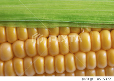 Corn on Cob Corn on Cob 8515372