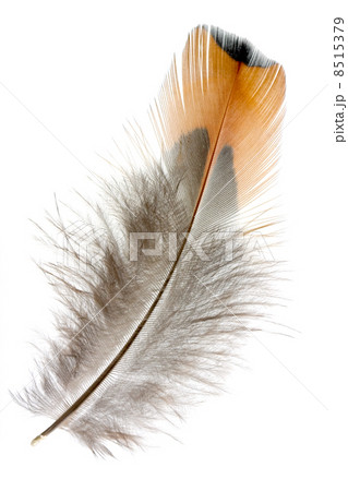 feather feather 8515379