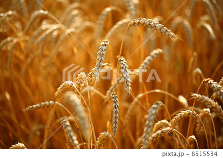 Wheat field 8515534