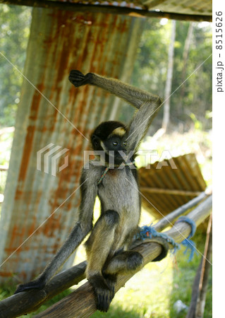 Captive spider monkey (Ateles bezelbuth) in a Huaorani village in the Ecuadorian Amazon Captive spider monkey (Ateles bezelbuth) in a Huaorani village in the Ecuadorian Amazon 8515626